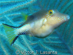 a baby sharpnose puffer at the face dive site in parguera... by Victor J. Lasanta 